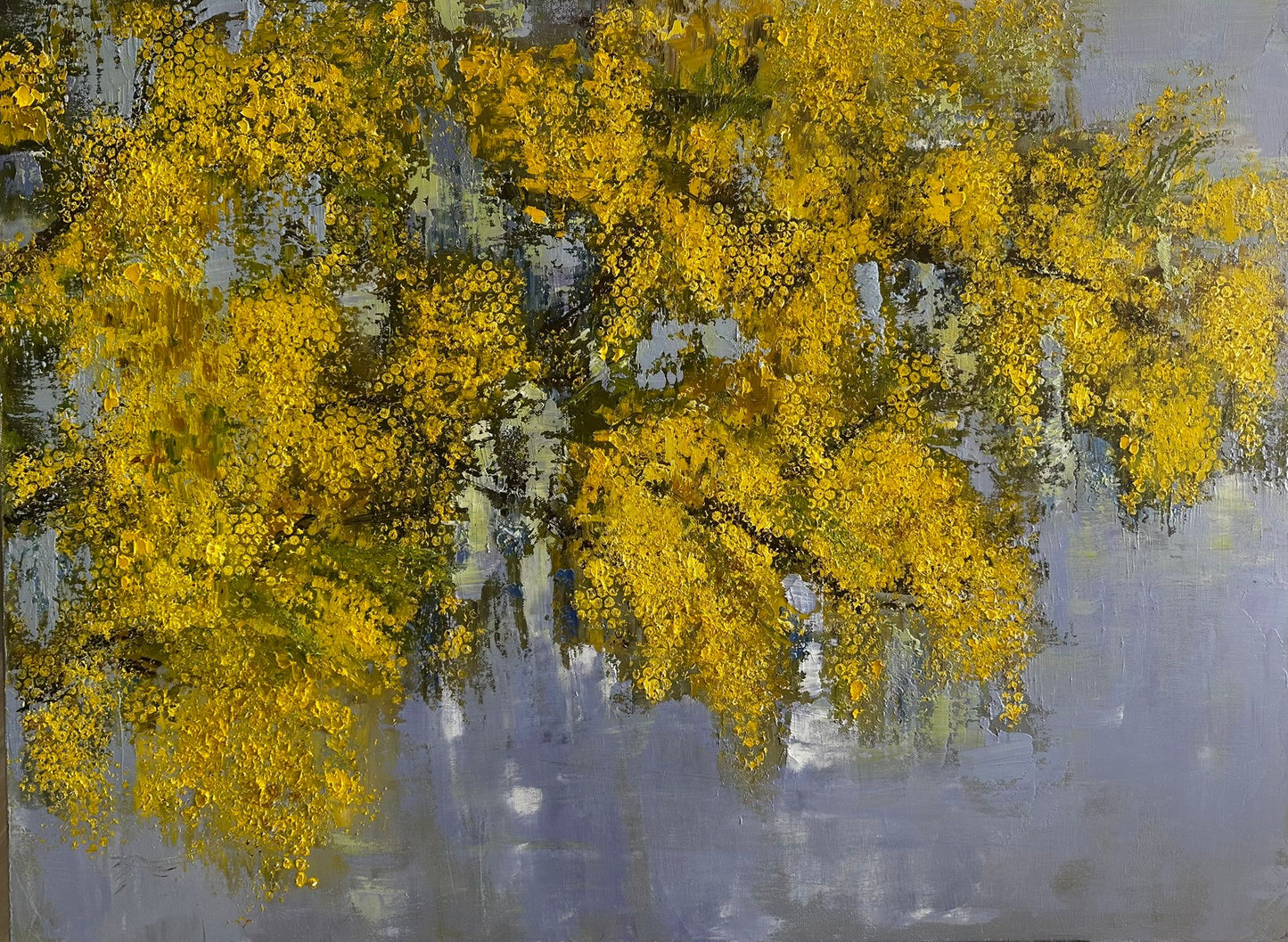 Mimosa enivrant